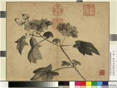 清张若霭写生花果　册　秋葵,绘画,花草