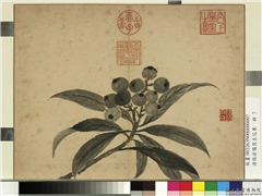 清张若霭写生花果　册　枇杷,绘画,果蔬