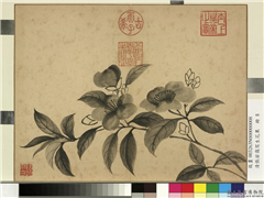 清张若霭写生花果　册　山茶,绘画,花草