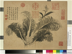 清张若霭写生花果　册　菘,绘画,果蔬