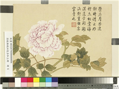 清钱维城画四气含和上册　册　牡丹,绘画,花草