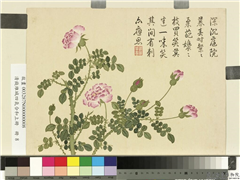 清钱维城画四气含和上册　册　蔷薇,绘画,花草