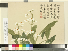 清钱维城画四气含和上册　册　水慈菇花,绘画,花草