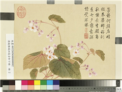 清钱维城画四气含和下册　册　秋海棠,绘画,花草