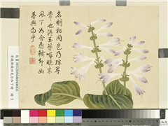 清钱维城画四气含和下册　册　紫萼花,绘画,花草