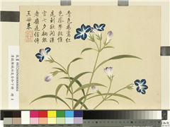 清钱维城画四气含和下册　册　蓝雀花,绘画,花草