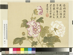 清钱维城画四气含和下册　册　木芙蓉,绘画,花草