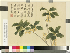 清钱维城画四气含和下册　册　桂花,绘画,花草
