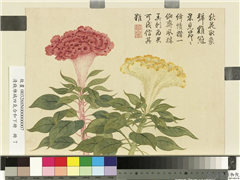 清钱维城画四气含和下册　册　鸡冠花,绘画,花草