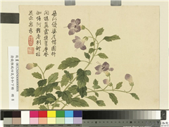 清钱维城画四气含和下册　册　僧帽花,绘画,花草
