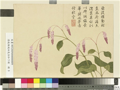清钱维城画四气含和下册　册　水荭花,绘画,花草