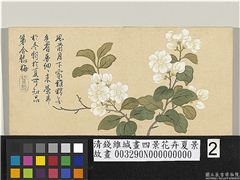 清钱维城画四景花卉夏景　册　茉莉,绘画,花草