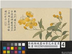 清钱维城画四景花卉夏景　册　金丝桃,绘画,花草