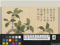 清钱维城画四景花卉秋景　册　桂,绘画,花草