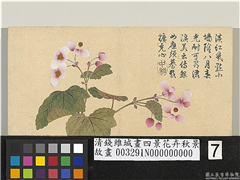 清钱维城画四景花卉秋景　册　秋海棠,绘画,花草