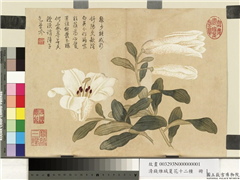 清钱维城夏华十二种　册　百合花,绘画,花草