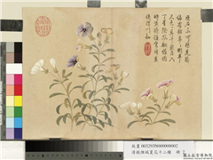 清钱维城夏华十二种　册　石竹,绘画,花草