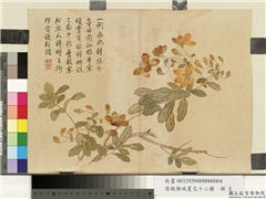 清钱维城夏华十二种　册　金丝桃,绘画,花草