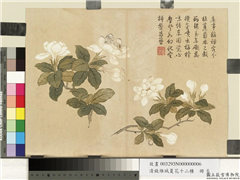 清钱维城夏华十二种　册　栀枝花,绘画,花草
