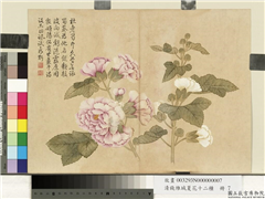 清钱维城夏华十二种　册　蜀葵,绘画,花草