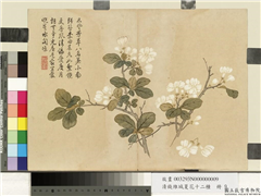 清钱维城夏华十二种　册　茉莉花,绘画,花草