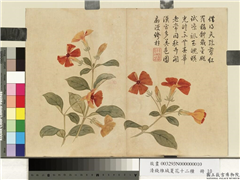 清钱维城夏华十二种　册　翦秋罗,绘画,花草