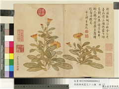 清钱维城夏华十二种　册　菊花,绘画,花草
