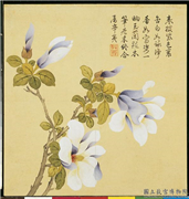 清钱维城画花卉　册　木兰,绘画,花草