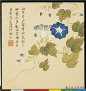 清钱维城画花卉　册　牵牛花,绘画,花草