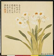清钱维城画花卉　册　水仙,绘画,花草