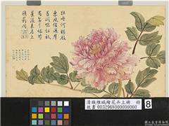 清钱维城绘花卉（上）册　牡丹,绘画,花草