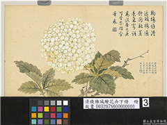 清钱维城绘花卉（下）　册　绣球,绘画,花草