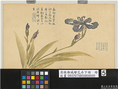 清钱维城绘花卉（下）　册　紫蝴蝶,绘画,花草