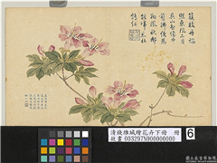 清钱维城绘花卉（下）　册　山踯蠋,绘画,花草