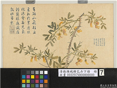 清钱维城绘花卉（下）　册　金雀,绘画,花草
