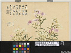 清钱维城绘花卉（下）　册　石竹,绘画,花草