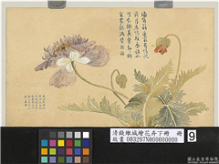 清钱维城绘花卉（下）　册　罂粟,绘画,花草
