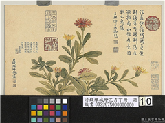 清钱维城绘花卉（下）　册　金盏,绘画,花草