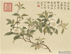 清董诰画芳敷绮序　册　梨花,绘画,花草