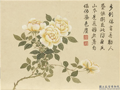 清董诰画芳敷绮序　册　黄蔷薇,绘画,花草