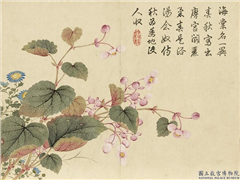 清董诰画芳敷绮序　册　秋海棠,绘画,花草