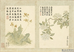 清董诰画二十四番花信风图　册　立春三候望春,绘画,花草