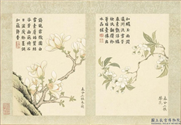 清董诰画二十四番花信风图　册　春分三候木兰,绘画,花草