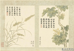 清董诰画二十四番花信风图　册　清明一候桐花,绘画,花草