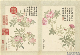 清董诰画二十四番花信风图　册　谷雨二候荼蘪,绘画,花草