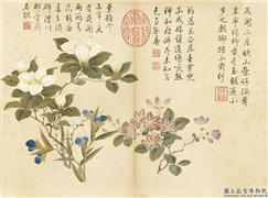 清董诰夏花十帧　册　杜鹃栀子,绘画,花草