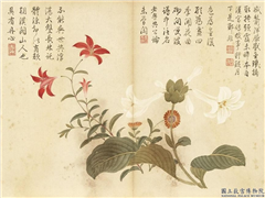清董诰夏花十帧　册　玉簪山丹,绘画,花草