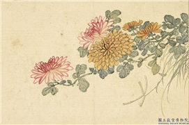 清汪承霈画四时花卉　册　菊花,绘画,花草