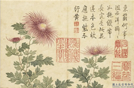 清关槐画洋菊　册　绶带紫,绘画,花草