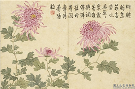 清关槐画洋菊　册　槎粉籹,绘画,花草